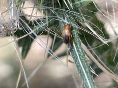 Phyllotocus macleayi