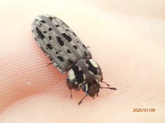 Leperina decorata