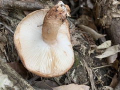 Lentinula edodes