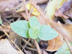 Pseuderanthemum variabile