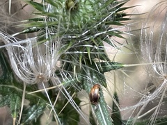 Phyllotocus macleayi