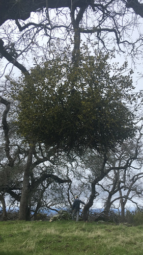 iNaturalist observation photo of oak mistletoe