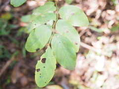 Breynia oblongifolia