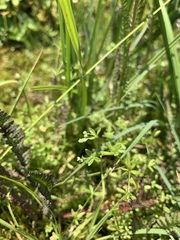 Galium trifidum
