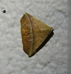 Eublemma crassiuscula