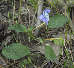 Viola nemoralis