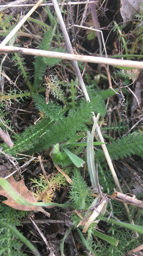 iNaturalist observation photo of common yarrow