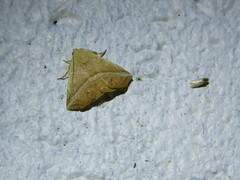 Eublemma crassiuscula