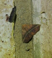 Eublemma crassiuscula