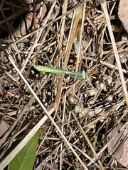 Pseudomantis albofimbriata