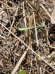 Pseudomantis albofimbriata