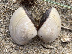 Meretrix lyrata