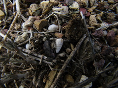 Cochlicella