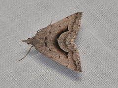 Dichromodes euscia