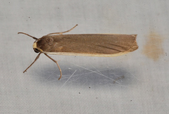 Palaeosia bicosta