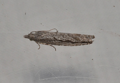 Hermenias rivulifera