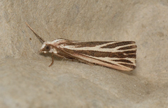 Rhynchopsota delogramma