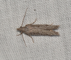 Hermenias rivulifera