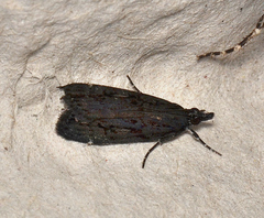 Scoparia anthracias