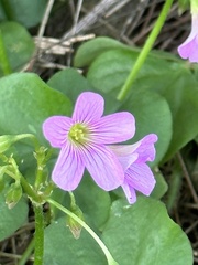 Oxalis debilis