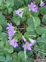 Oxalis debilis
