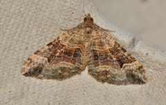 Epyaxa subidaria