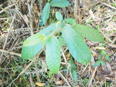Ficus coronata