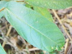 Ficus coronata