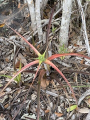 Orthophytum diamantinense
