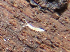Symphyla