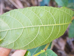Ficus coronata