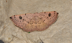 Urostola