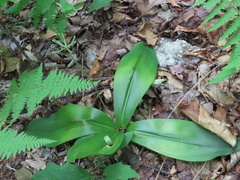 Clintonia umbellulata