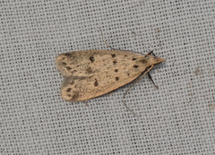 Atheropla decaspila