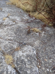 Carpodacus formosanus