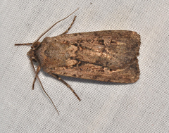 Agrotis infusa