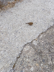 Carpodacus formosanus