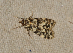 Scoparia crocospila