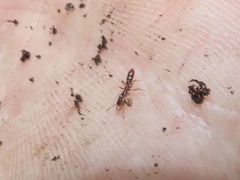 Stigmatomma pallipes