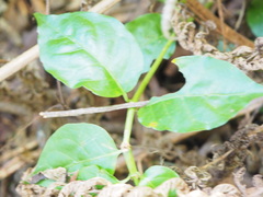 Gynochthodes jasminoides