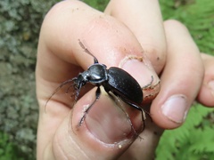 Carabus goryi