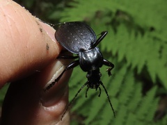 Carabus goryi
