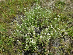 Calocephalus lacteus