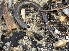 Batrachoseps gavilanensis