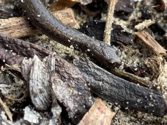 Batrachoseps gavilanensis