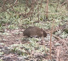 Sigmodon arizonae