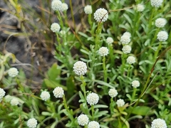 Calocephalus lacteus