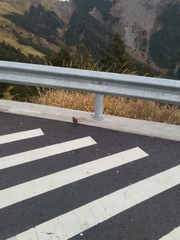 Trochalopteron morrisonianum