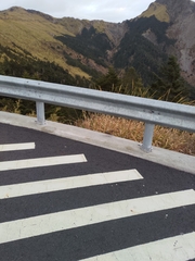 Trochalopteron morrisonianum