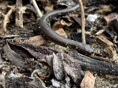 Batrachoseps gavilanensis